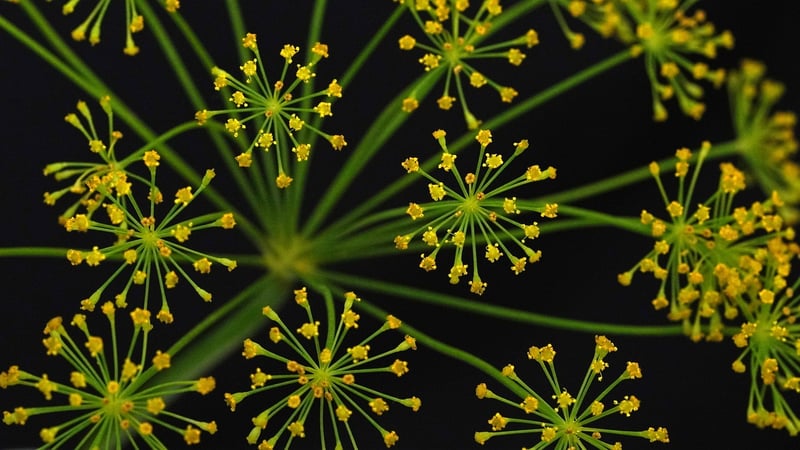 Exotic Herbs